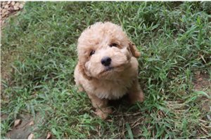 Harriet - puppy for sale
