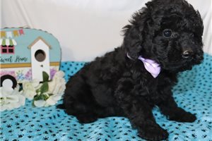Lorna - puppy for sale