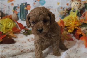 Juniper - puppy for sale