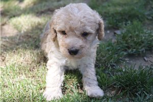 Harvey - puppy for sale