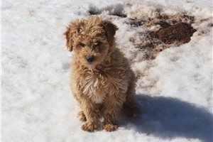 Emily - puppy for sale
