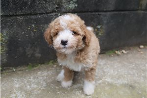 Harper - Poodle, Miniature for sale