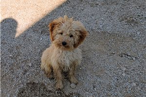 Everly - Poodle, Miniature for sale