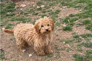 Erica - Poodle, Miniature for sale