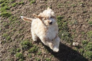 Elmo - Poodle, Miniature for sale