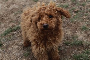 Josephine - Poodle, Miniature for sale