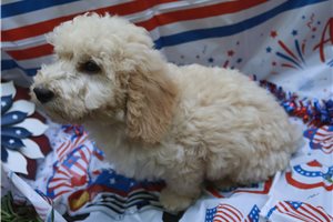 Harvey - Poodle, Miniature for sale