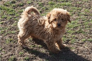 Erica - Poodle, Miniature for sale