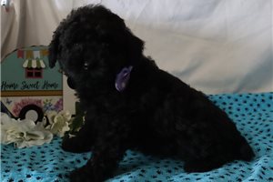 Leanne - Poodle, Miniature for sale