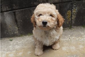 Hayes - Poodle, Miniature for sale