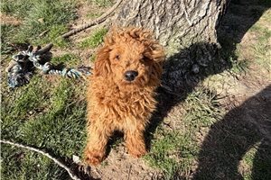 John - Poodle, Miniature for sale