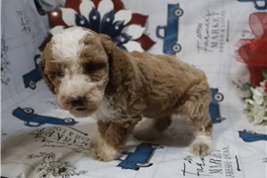 Harmony - Poodle, Miniature for sale