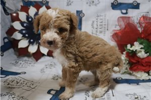 Harper - Poodle, Miniature for sale