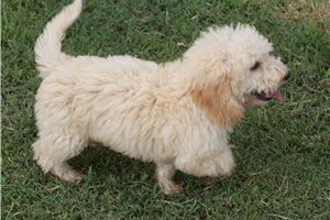 Harvey - Poodle, Miniature for sale