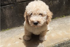 Harvey - Poodle, Miniature for sale