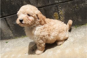 Haven - Poodle, Miniature for sale