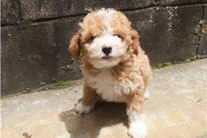 Harper - Poodle, Miniature for sale