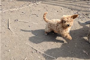 Erica - Poodle, Miniature for sale