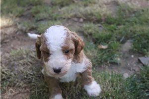 Harmony - Poodle, Miniature for sale