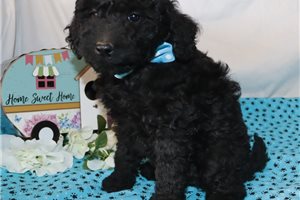 Lester - puppy for sale