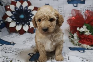Hayes - Poodle, Miniature for sale
