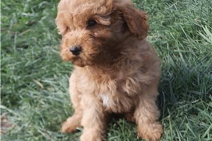 Chaser - Poodle, Miniature for sale