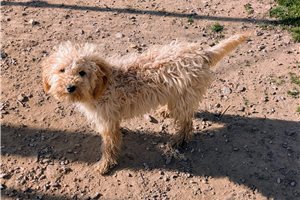 Erica - Poodle, Miniature for sale