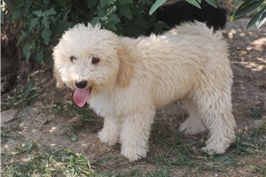 Harvey - Poodle, Miniature for sale