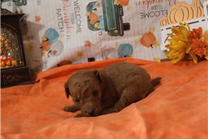 Julian - puppy for sale