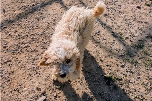 Elmo - Poodle, Miniature for sale