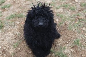 Jacob - Poodle, Miniature for sale