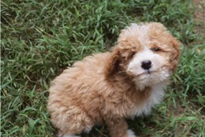 Stormy - Poodle, Miniature for sale