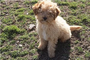 Everly - Poodle, Miniature for sale