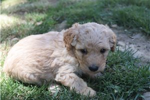 Hayes - Poodle, Miniature for sale