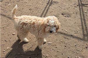 Elmo - Poodle, Miniature for sale