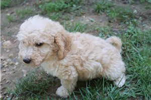 Haven - Poodle, Miniature for sale