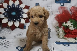 Harriet - Poodle, Miniature for sale