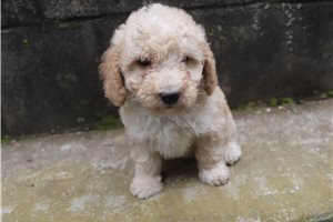 Harvey - Poodle, Miniature for sale