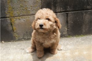 Harriet - Poodle, Miniature for sale
