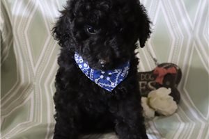 Lester - Miniature Poodle for sale