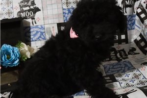 Leanne - puppy for sale