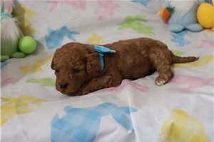 Landon - puppy for sale
