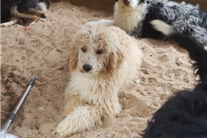 Elmo - Poodle, Miniature for sale