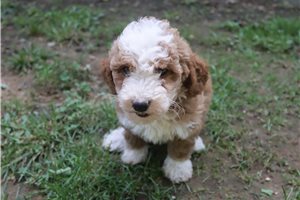 Harmony - puppy for sale