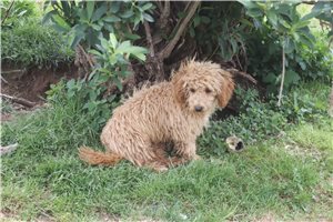 Erica - puppy for sale