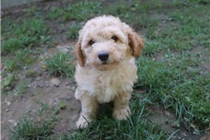 Hayes - Poodle, Miniature for sale