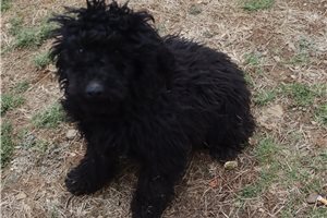 Jack - Poodle, Miniature for sale