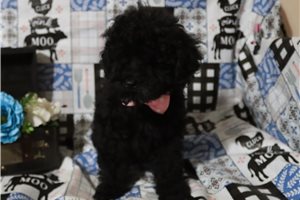 Lisa - puppy for sale