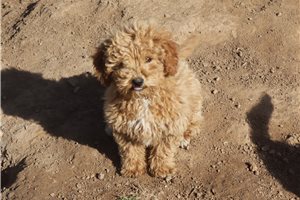 Erica - Miniature Poodle for sale