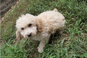 Harvey - puppy for sale